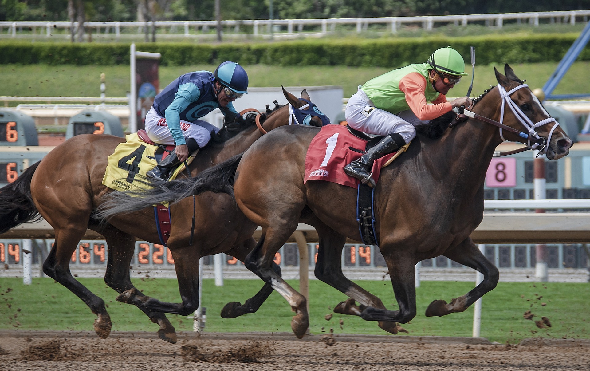 Win, Place Show Strategy - Beginner Horse Racing Bets